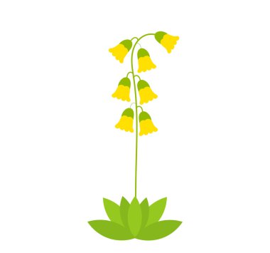 Çiçek desenli çuha çiçeği çizimi beyaz arka planda izole edilmiş. Primula veris çiçek bitki taşıyıcısı.