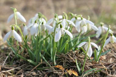 Bahçede büyüyen beyaz kar damlaları. Şubat ayının ilk çiçek işaretleri. Galanthus nivalis.