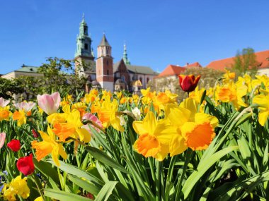 Krakow, Polonya 'da bahar çiçekleri. Wawel kalesi, nergisler ve laleler bahçede. Çiçeklere odaklan.