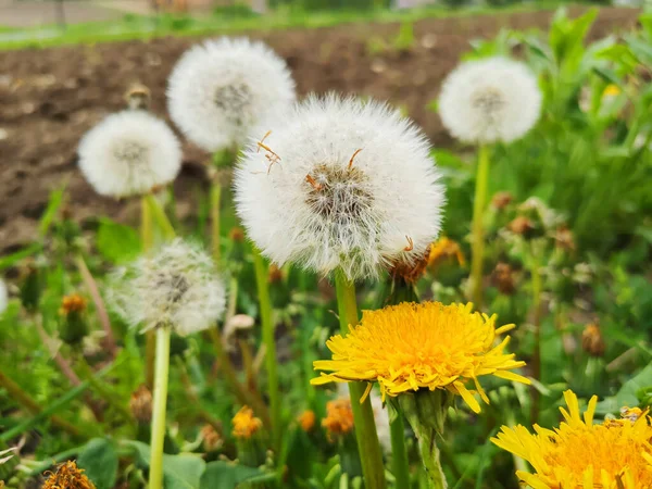 草原で育つタンポポの花 春の風景 — ストック写真