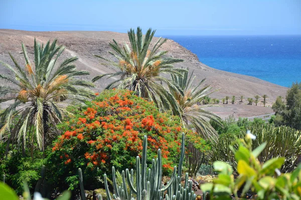 フエルテベントゥラ島 カナリア島のヤシの木とサボテンの植物園 美しい風景と大西洋の海の景色 — ストック写真