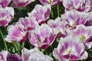 Parlak mor ve beyaz laleler çiçek arka planı. Keukenhof Bahçeleri, Hollanda.