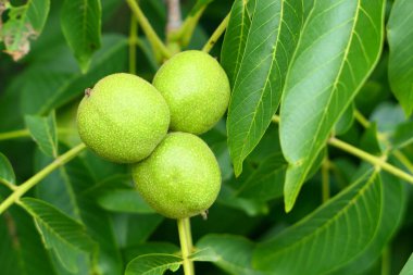 Ağaçta ceviz yetişiyor. Olgunlaşmamış yeşil cevizler.
