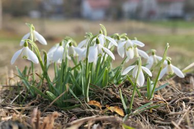 Bahçede büyüyen beyaz kar damlaları. Şubat ayının ilk çiçek işaretleri. Galanthus nivalis.