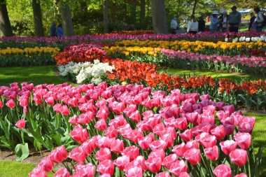 Keukenhof bahçe laleleri. Bahar çiçeklerinin güzel manzarası. Hollanda, Avrupa baharda.