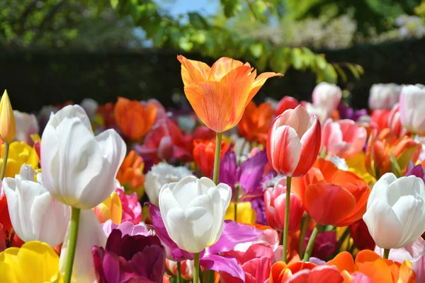 Jasne Kwiaty Tulipanów Rosnące Ogrodzie Keukenhof Zamknij Wiosenne Tulipany Holandia — Zdjęcie stockowe