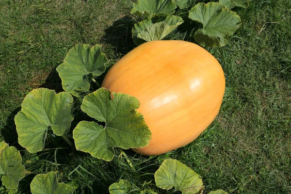 Atlantic Giant Pumpkin Growing Plant Garden — Stock Photo, Image