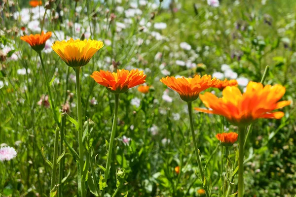 Kalendáře Kvetou Zahradě Slunečná Letní Bylinková Zahrada Pomerančové Květiny — Stock fotografie