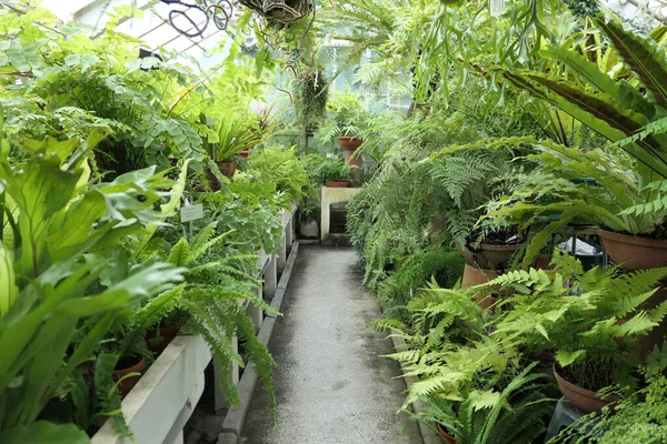 Växthus Fullt Gröna Ormbunkar Botanisk Trädgård Ormbunkar Som Växer Krukor — Stockfoto