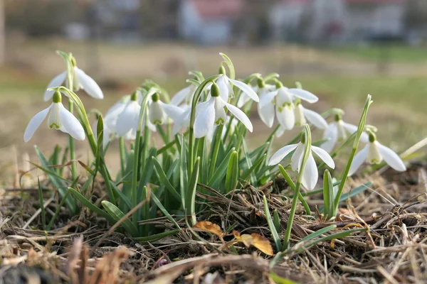 White Snowdrops Flowers Growing Garden First Flower Signs Spring February — Stock Photo, Image