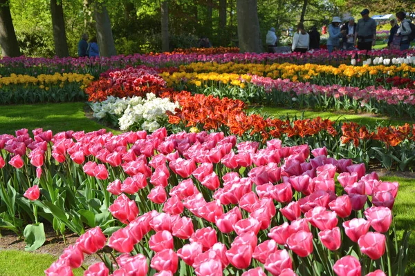 Keukenhof Ogród Tulipany Kwiaty Piękny Krajobraz Wiosennych Kwiatów Ogród Holandia — Zdjęcie stockowe