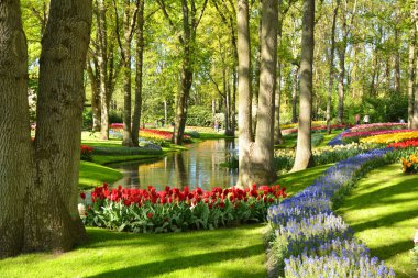 Keukenhof bahçeleri göletin kenarında açan bahar çiçekleri. Hollanda, Lisse 'deki güzel süs bahçesi manzarası.