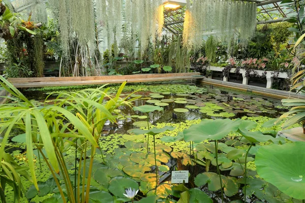 식물원의 온실에 연못에서 이자랍니다 — 스톡 사진