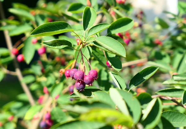 Saskatoon Berries Amelanchier Tree Branch Purple Fruits — Stock Photo, Image