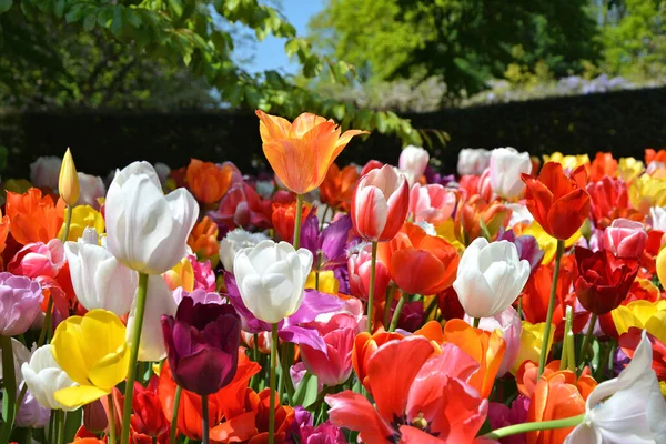 Piękne Kolorowe Tulipany Kwitnące Ogrodzie Keukenhof Maju Różne Odmiany Kolory — Zdjęcie stockowe