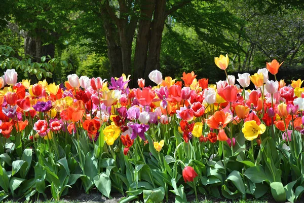 Kolorowe Tulipany Rosnące Ogrodach Keukenhof Holandia — Zdjęcie stockowe