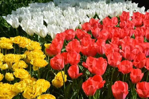 Задньому Плані Тюльпани Сад Кеукенхоф Нідерланди — стокове фото