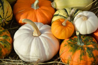 Beyaz ve turuncu balkabakları sonbahar arkaplanı. 