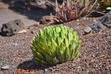 Agave Victoriae-reginae, Kraliçe Victoria sulu bitki.