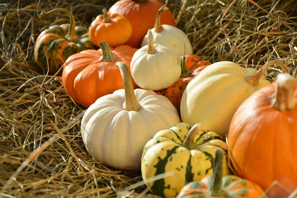 Herbst Kürbisse Hintergrund Verschiedene Farben Und Sorten Von Kürbissen Und — Stockfoto