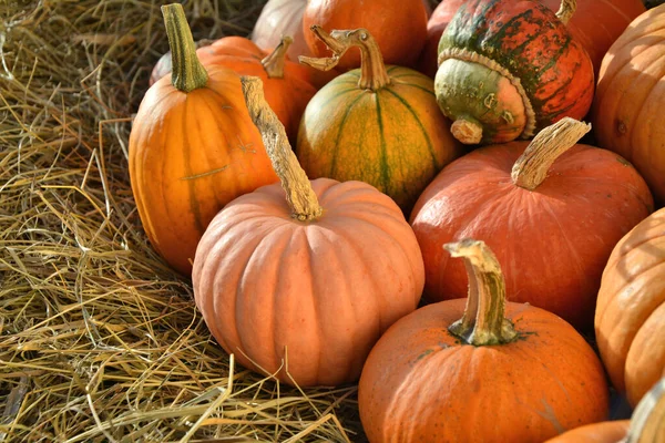 Pumpkins Straw Background Autumn Vintage Backdrop — Stock Photo, Image