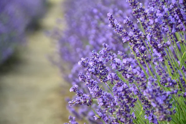 Lavendelblüten Lavendelfeld Floraler Hintergrund Selektiver Fokus — Stockfoto