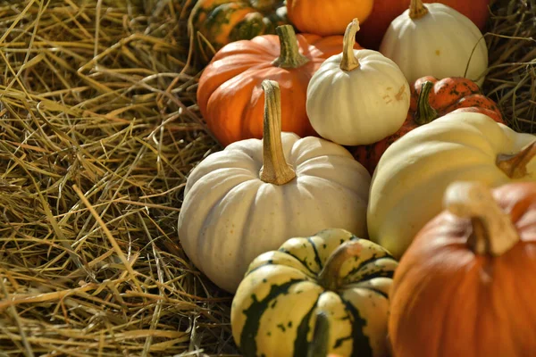 Herbst Kürbisse Hintergrund Kürbisse Und Kürbisse Auf Stroh — Stockfoto