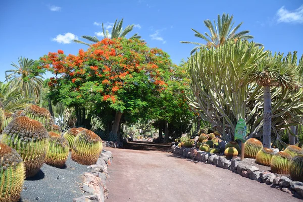 Ogród Botaniczny Kaktusów Sukulentów Wyspie Fuerteventura Wyspy Kanaryjskie — Zdjęcie stockowe