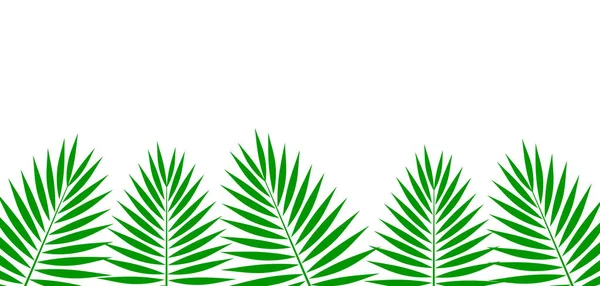 白い背景に緑のヤシの葉の境界 — ストックベクタ