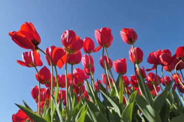 Hollanda, Avrupa 'da mavi gökyüzü üzerinde kırmızı laleler. Bahar çiçekleri.