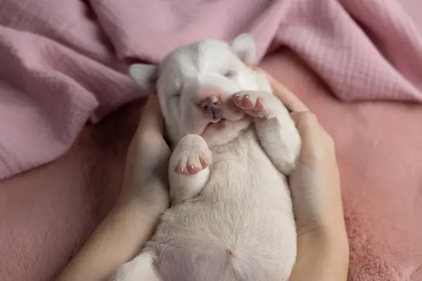 Bir parça yeni doğmuş sevimli köpek yavrusu. Orta Asya çoban köpeği pembe bir battaniyenin üzerinde uyuyor.