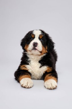 Bernese dağ köpeği türünün gri arka planda izole edilmiş stüdyo görüntüleri. Berner Sennenhund yavrusu.