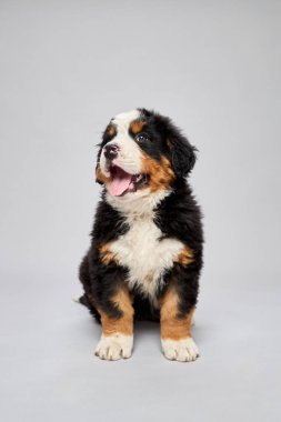 Bernese dağ köpeği türünün gri arka planda izole edilmiş stüdyo görüntüleri. Berner Sennenhund yavrusu.