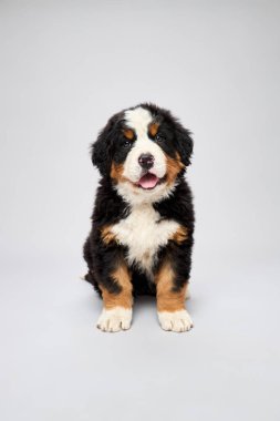 Bernese dağ köpeği türünün gri arka planda izole edilmiş stüdyo görüntüleri. Berner Sennenhund yavrusu.