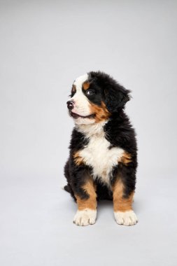 Bernese dağ köpeği türünün gri arka planda izole edilmiş stüdyo görüntüleri. Berner Sennenhund yavrusu.