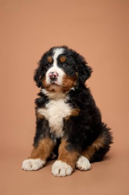 Bej arka planda izole edilmiş Bernese dağ köpeği cinsinin stüdyo görüntüsü. Berner Sennenhund köpek portresi.