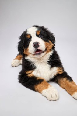 Bernese dağ köpeği türünün gri arka planda izole edilmiş stüdyo görüntüleri. Berner Sennenhund yavrusu.