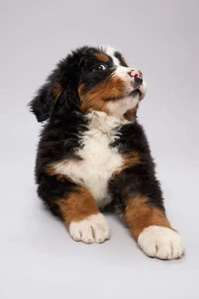 Bernese dağ köpeği türünün gri arka planda izole edilmiş stüdyo görüntüleri. Berner Sennenhund yavrusu.