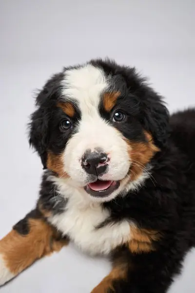 Bernese dağ köpeği türünün gri arka planda izole edilmiş stüdyo görüntüleri. Berner Sennenhund yavrusu.