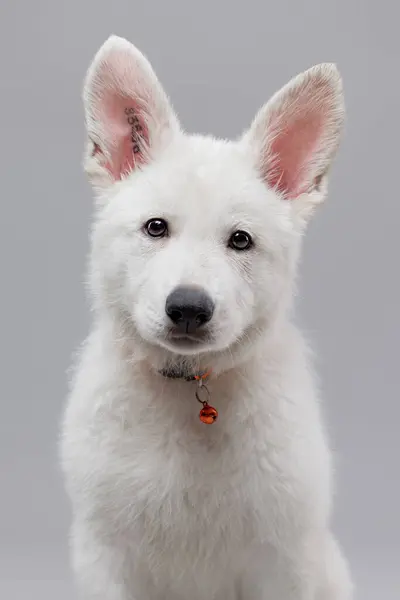 Beyaz İsviçre çoban köpeğinin yakın çekimi yumuşak kürklü, gri renkli kameraya bakıyor. Köpeğin patatesi..