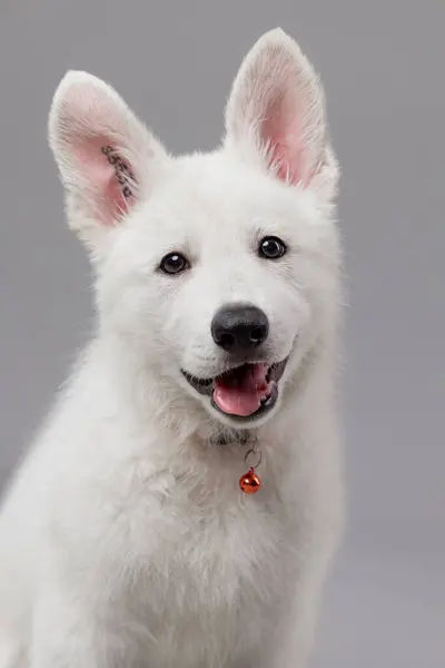 stock image Close-up of White Swiss Shepherd puppy with soft fur looking at the camera, isolated on grey. Potrait of dog.