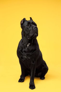 Sarı arka planda İtalyan Cane Corso 'nun portresi. Bir köpeğin stüdyo fotoğrafı..