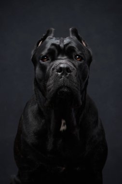 Siyah arka planda şirin bir ağızlıkla İtalyan Cane Corso 'nun portresi. Bir köpeğin stüdyo fotoğrafı..