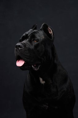 Siyah bir zemin üzerinde İtalyan Cane Corso 'nun portresi dilli şirin bir ağızlık. Bir köpeğin stüdyo fotoğrafı..