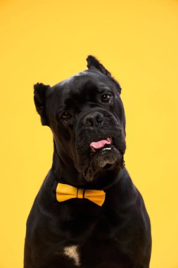 Sarı arka planda İtalyan Cane Corso 'nun portresi. Bir köpeğin stüdyo fotoğrafı..