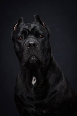 Siyah arka planda şirin bir ağızlıkla İtalyan Cane Corso 'nun portresi. Bir köpeğin stüdyo fotoğrafı..
