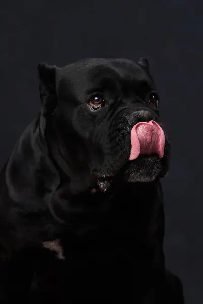 Siyah bir zemin üzerinde İtalyan Cane Corso 'nun portresi dilli şirin bir ağızlık. Bir köpeğin stüdyo fotoğrafı..