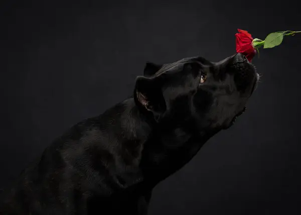 Siyah arka planda gül çiçekli bir İtalyan Cane Corso portresi. Bir köpeğin stüdyo fotoğrafı..