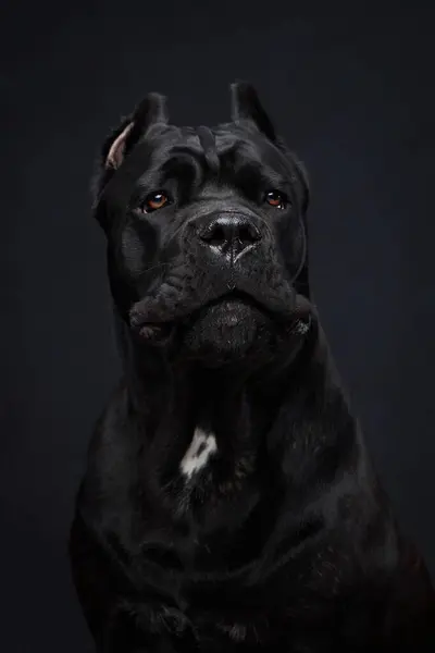 Siyah arka planda şirin bir ağızlıkla İtalyan Cane Corso 'nun portresi. Bir köpeğin stüdyo fotoğrafı..