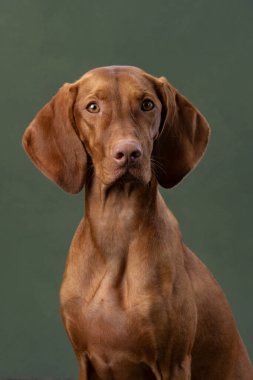 Macaristan Vizsla 'sının bir köpeği yeşil arka planda ürer. Komik köpek portresi.